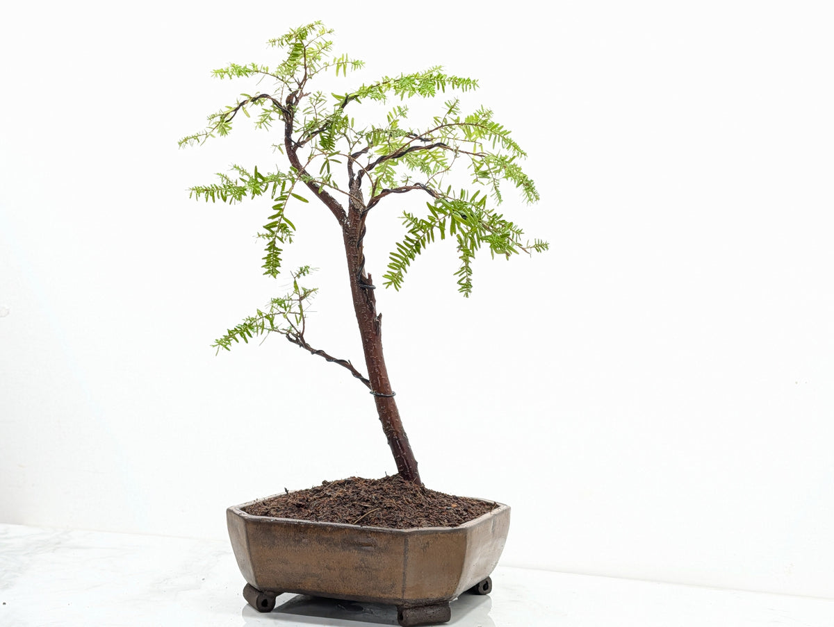 Eastern Hemlock - Tsuga   Bonsai