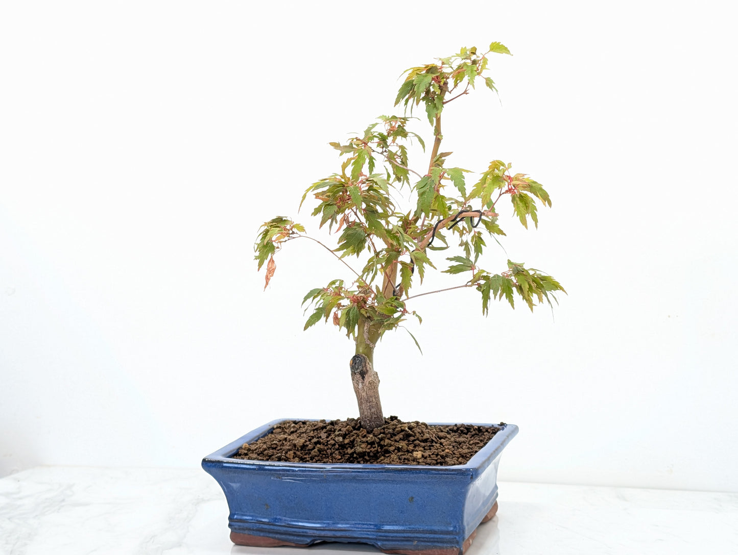 Japanese Maple Pre Bonsai & Development Kit