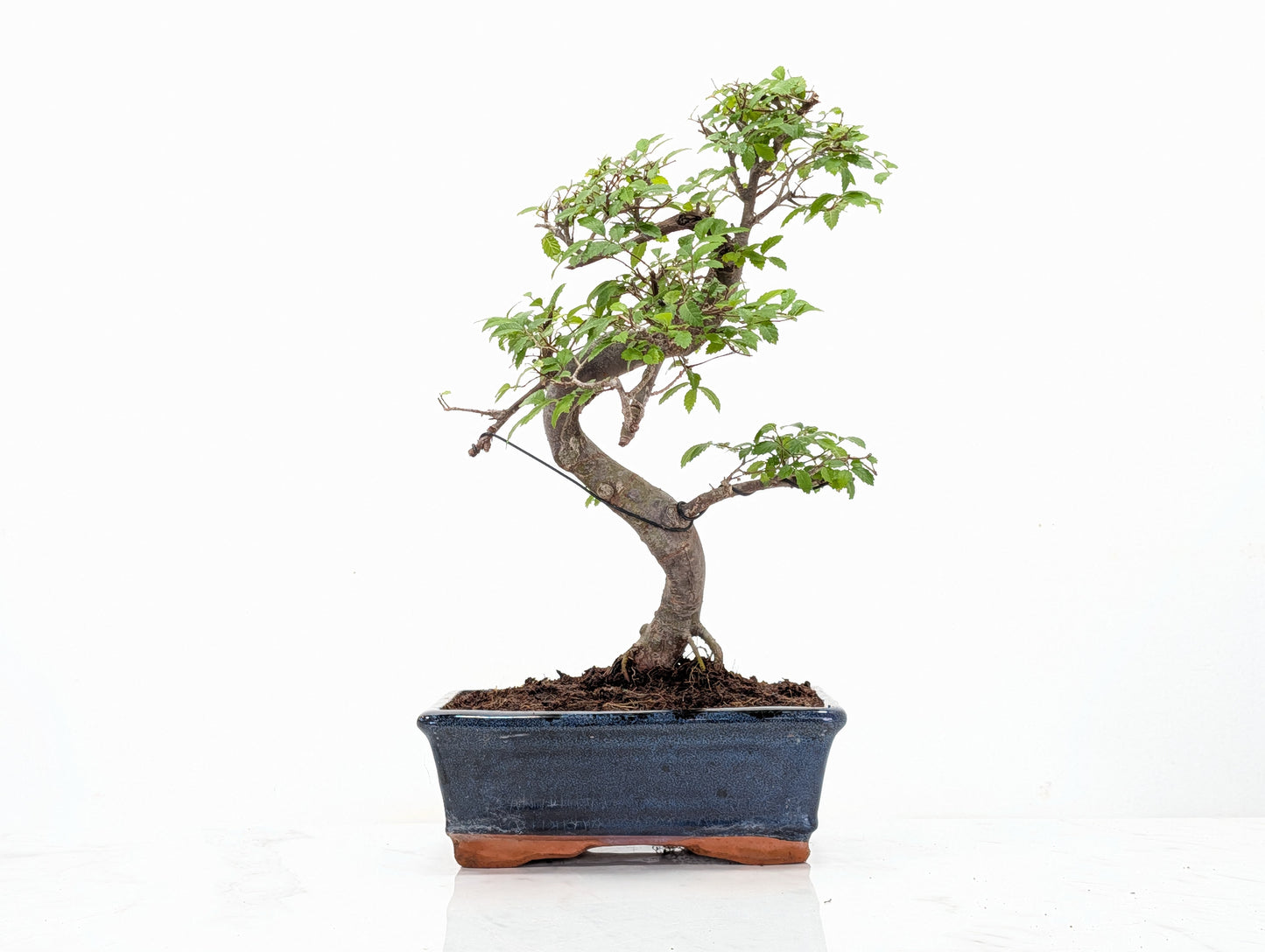 Chinese Elm Bonsai and Care Kit in 18cm Navy Ceramic Pot