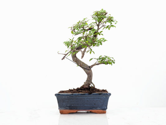 Chinese Elm Bonsai and Care Kit in 18cm Navy Ceramic Pot