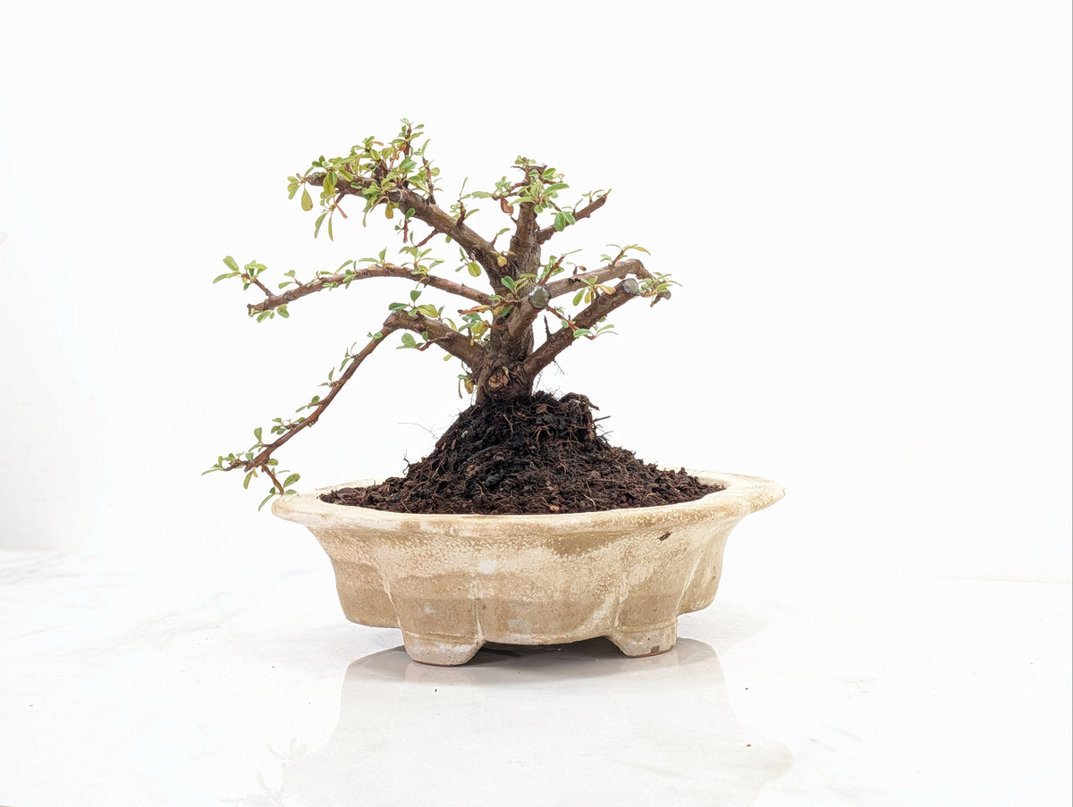 Cotoneaster Bonsai Starter Tree