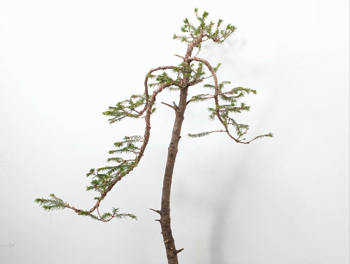 Spruce Bonsai - 25cm Venus Brown Ceramic