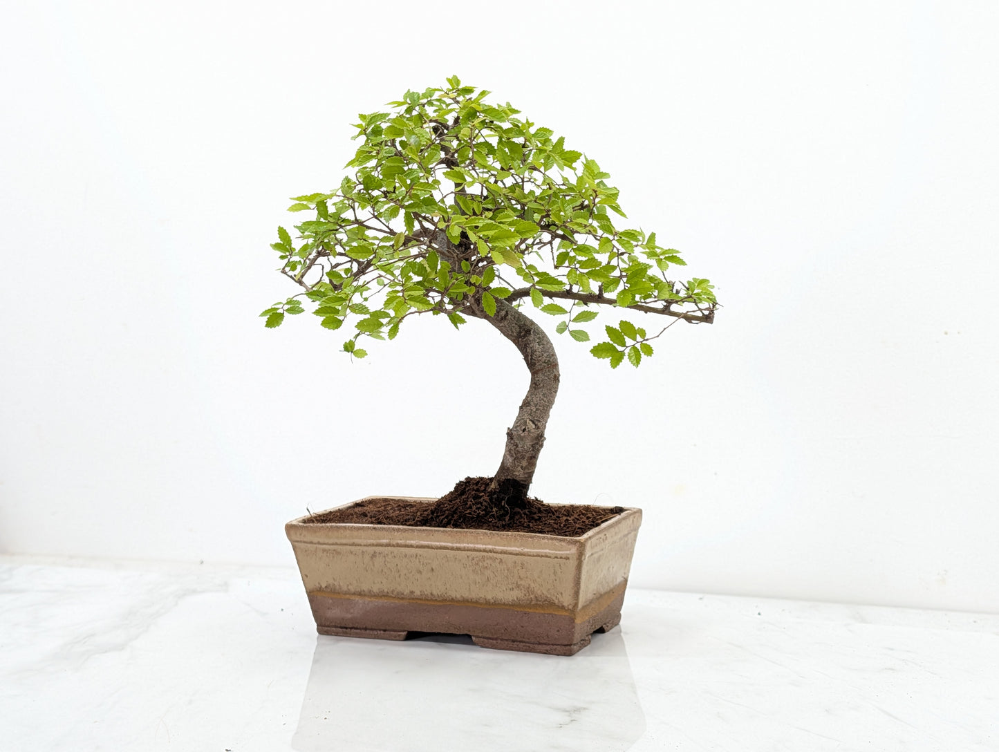 Chinese Elm Bonsai in 17cm Topaz Deep Ceramic Pot + Care Kit