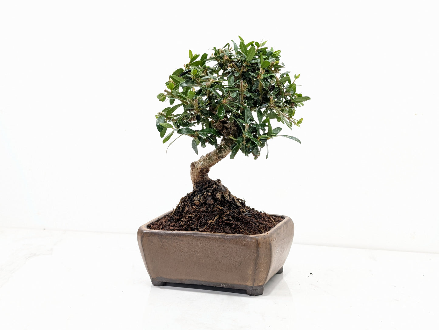 Dwarf Olive  Bonsai