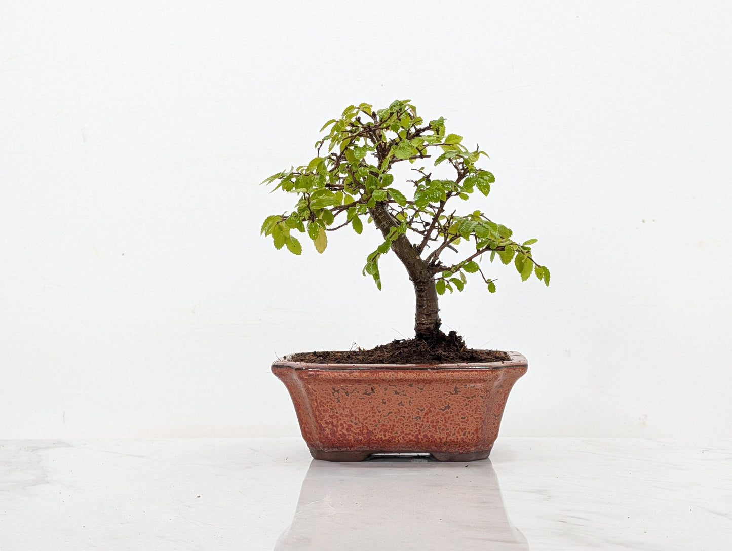 Chinese Elm Bonsai + Full Care Kit in a 15cm Bronze Ceramic Pot