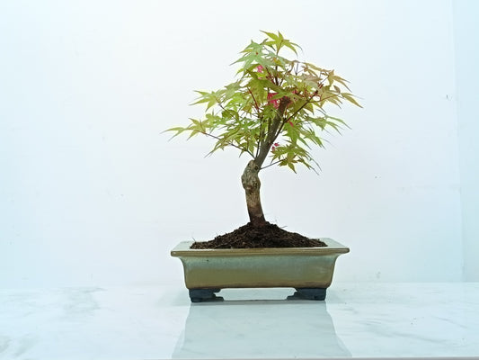Deshojo Japanese Maple Bonsai & Care Kit