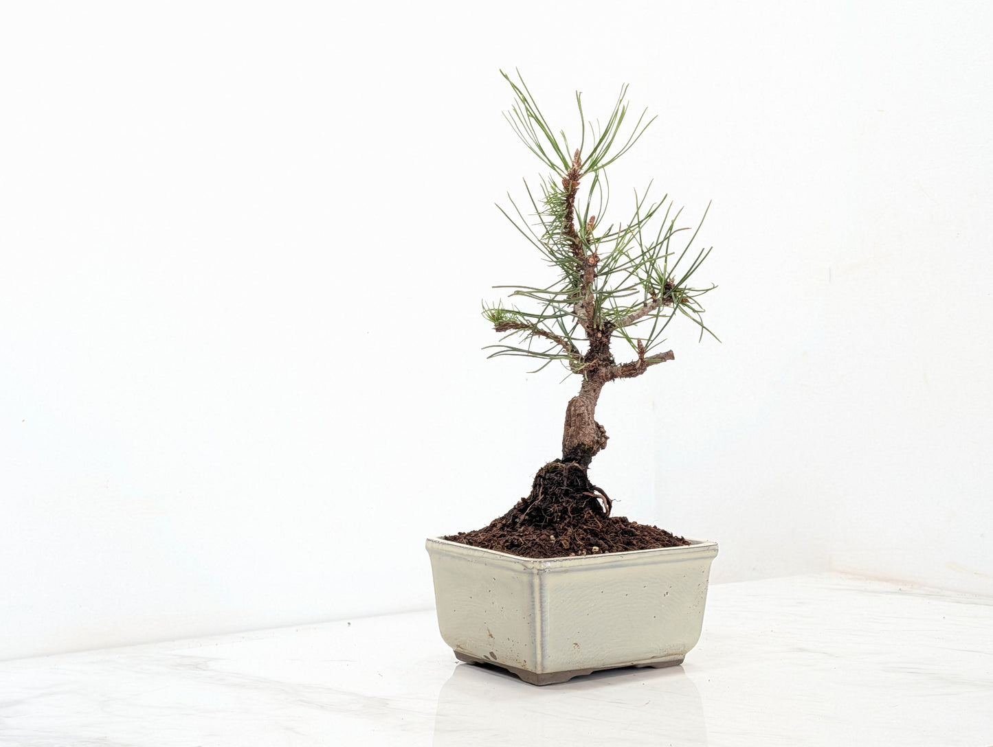 Mugo Pine Bonsai