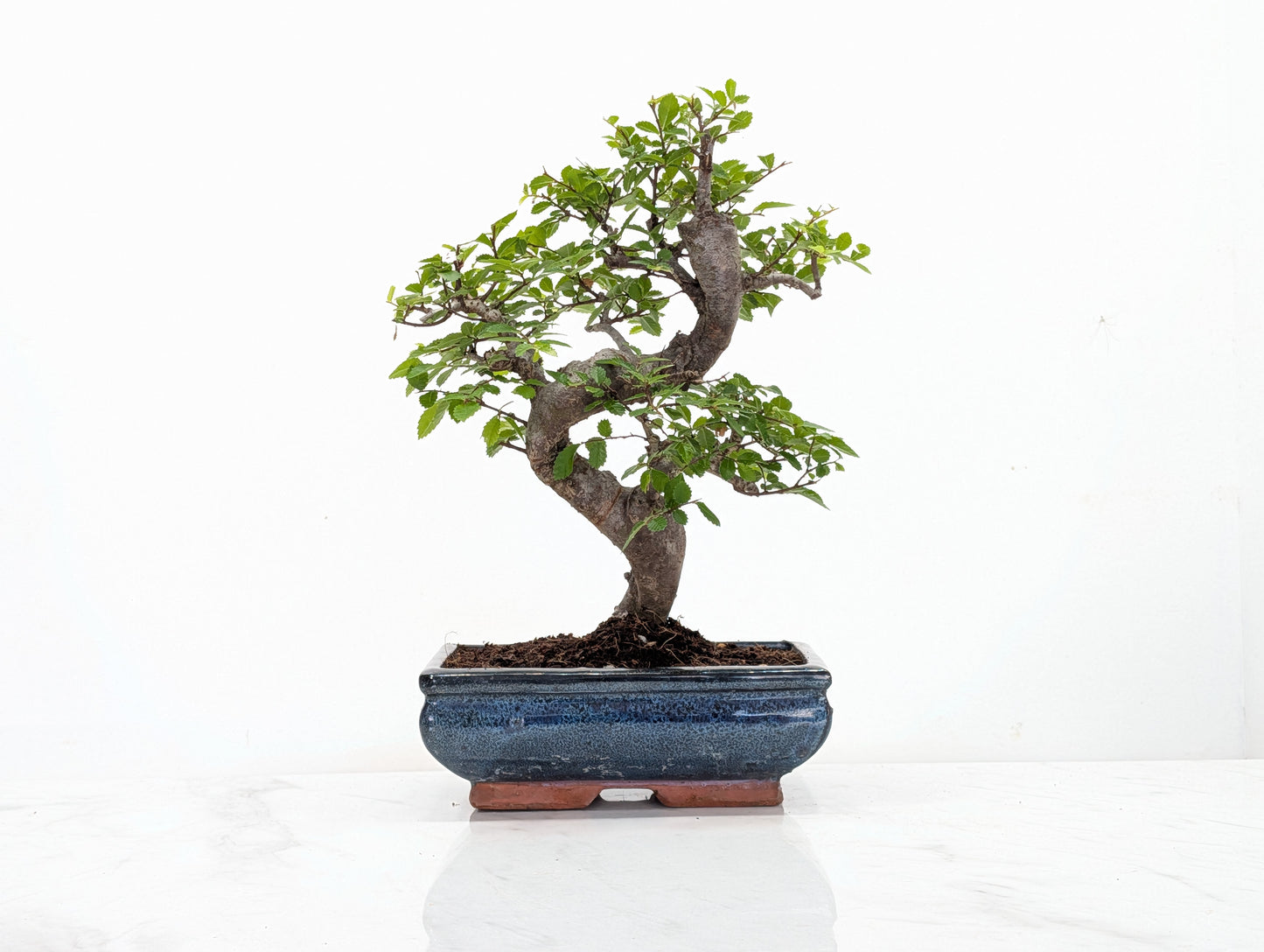 Chinese Elm Bonsai and Care Kit in 18cm Navy Ceramic Pot
