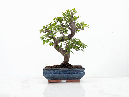 Chinese Elm Bonsai and Care Kit in 18cm Navy Ceramic Pot