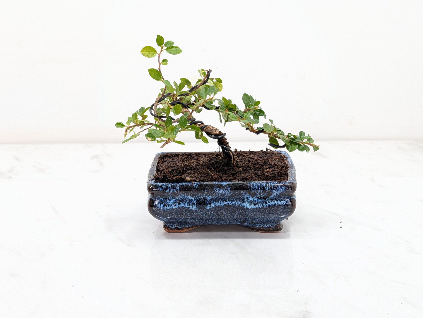 Cotoneaster Bonsai Starter Tree