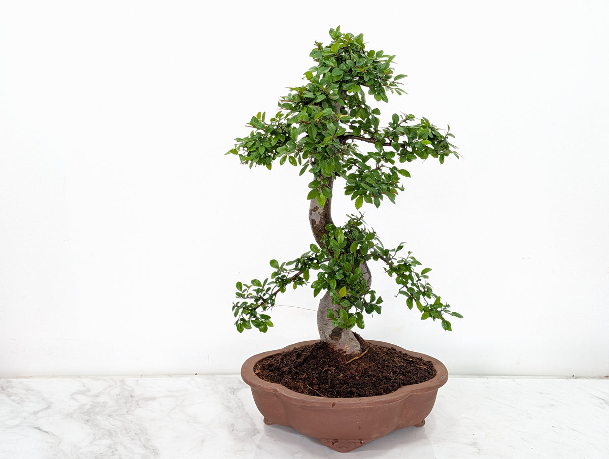 Large Chinese Elm Bonsai in 26cm Lotus Bonsai Pot