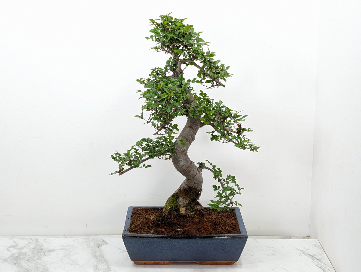 Large Chinese Elm Bonsai in 30cm Blue Ceramic Pot