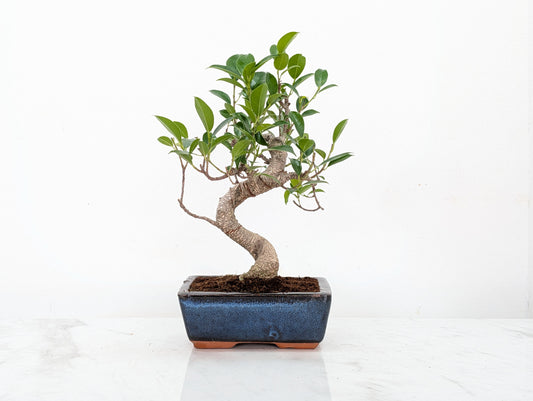 Banyan Fig Bonsai -15cm Navy Pot