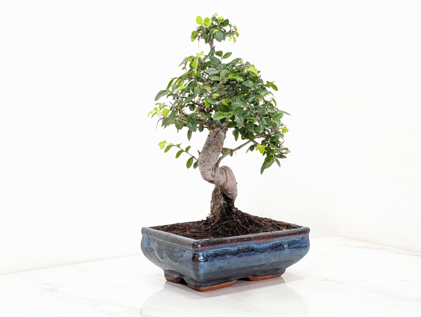 Chinese Elm Bonsai and Care Kit in 18cm Navy Ceramic Pot