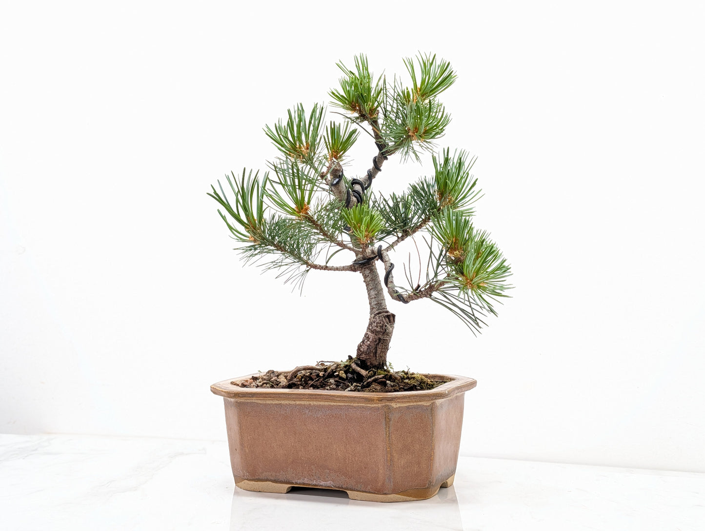 Japanese White Pine Bonsai