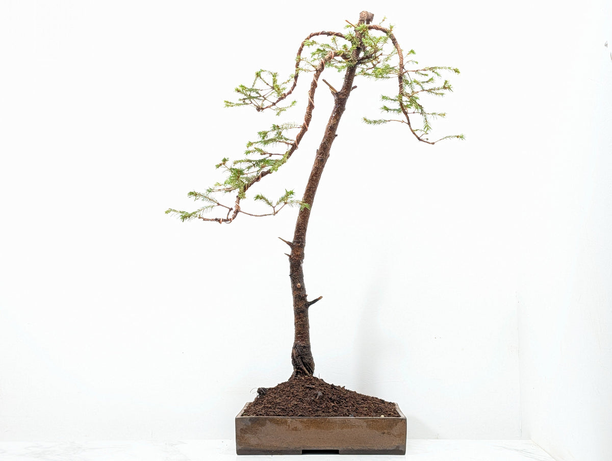 Spruce Bonsai - 25cm Venus Brown Ceramic
