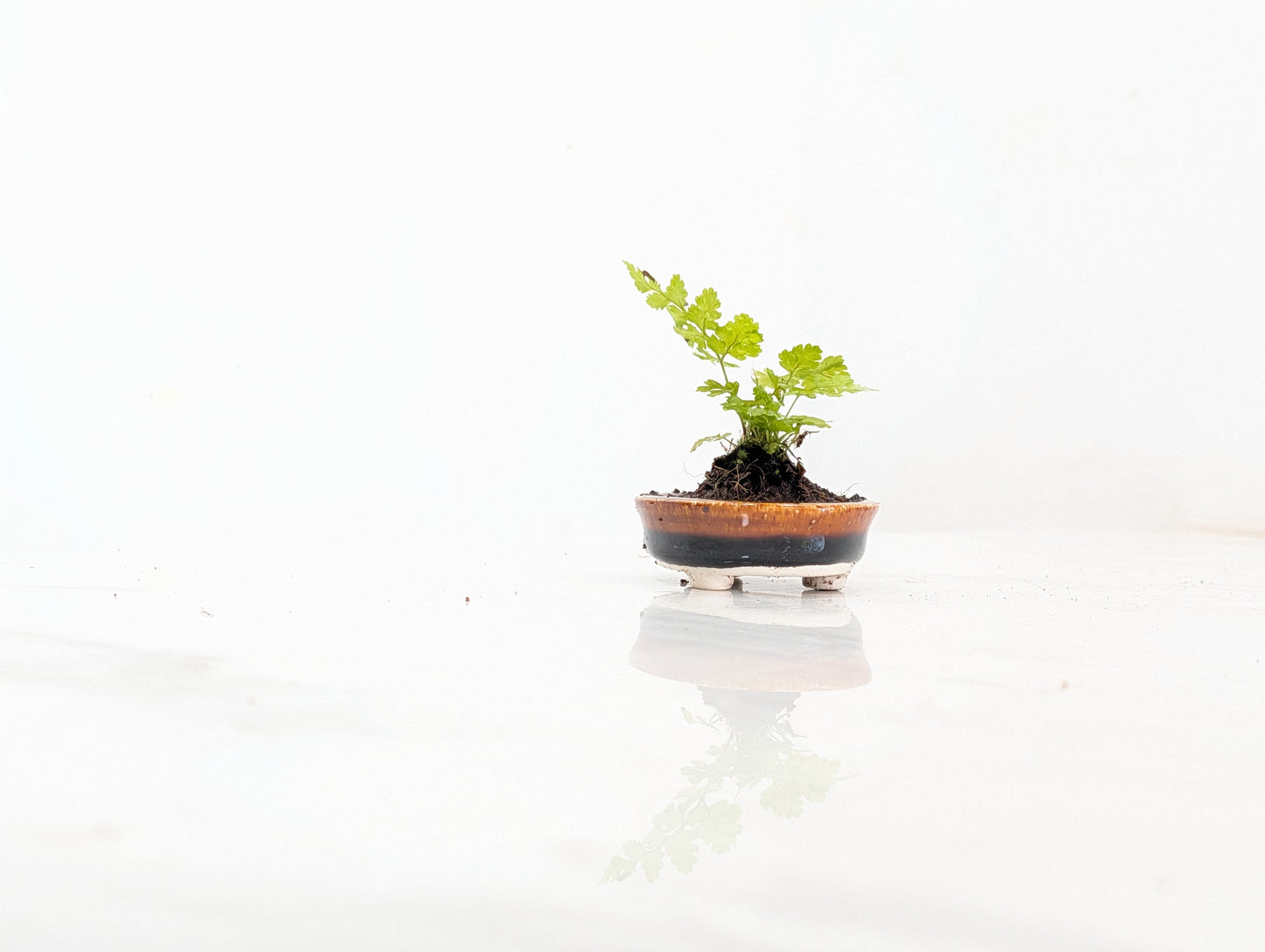 Kusamono - 'Accent Plant - 'Simple Fern'