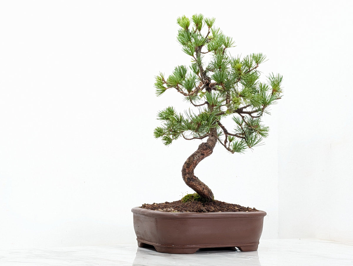 Japanese White Pine Bonsai