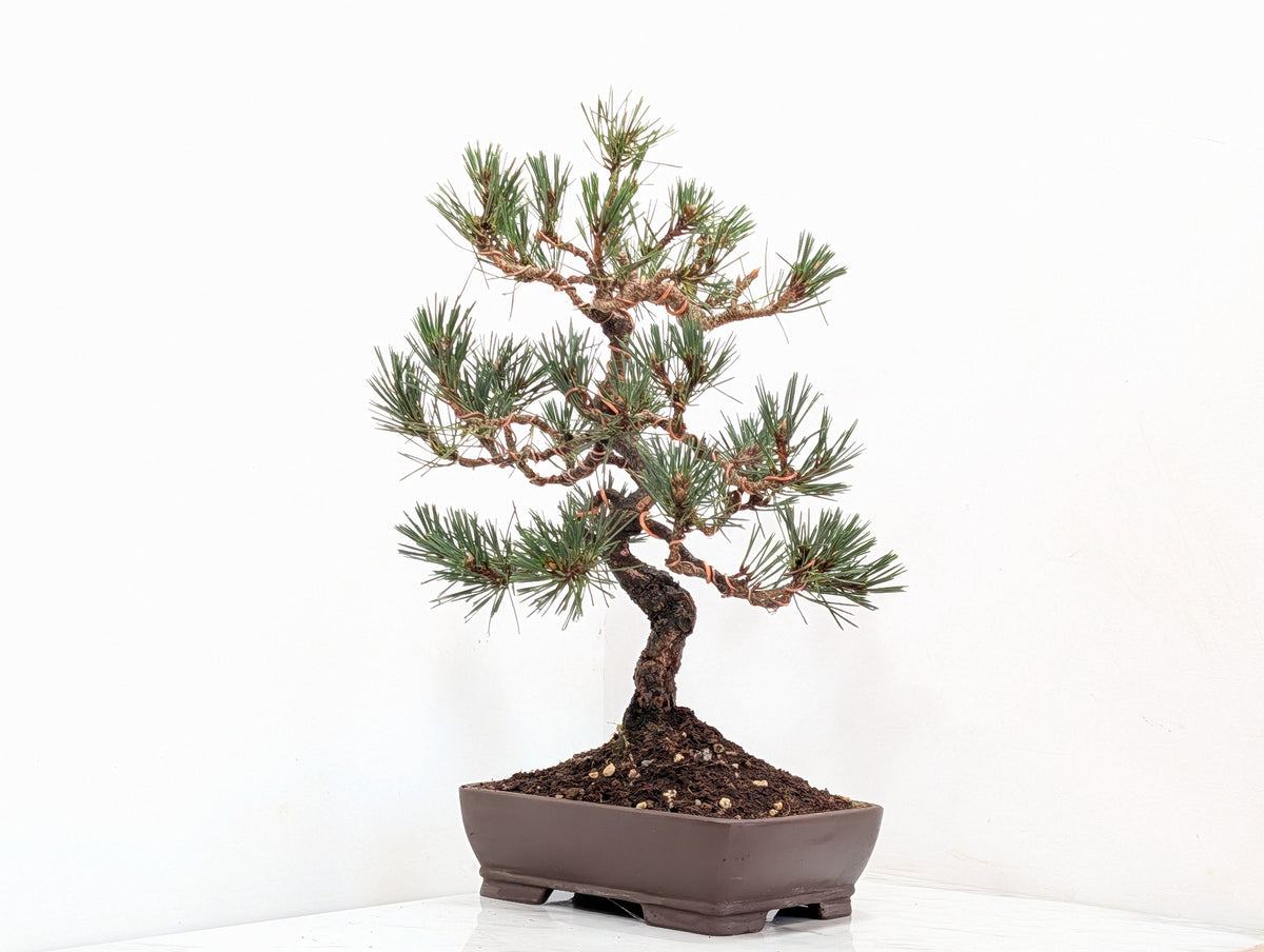 Japanese Black Pine Bonsai