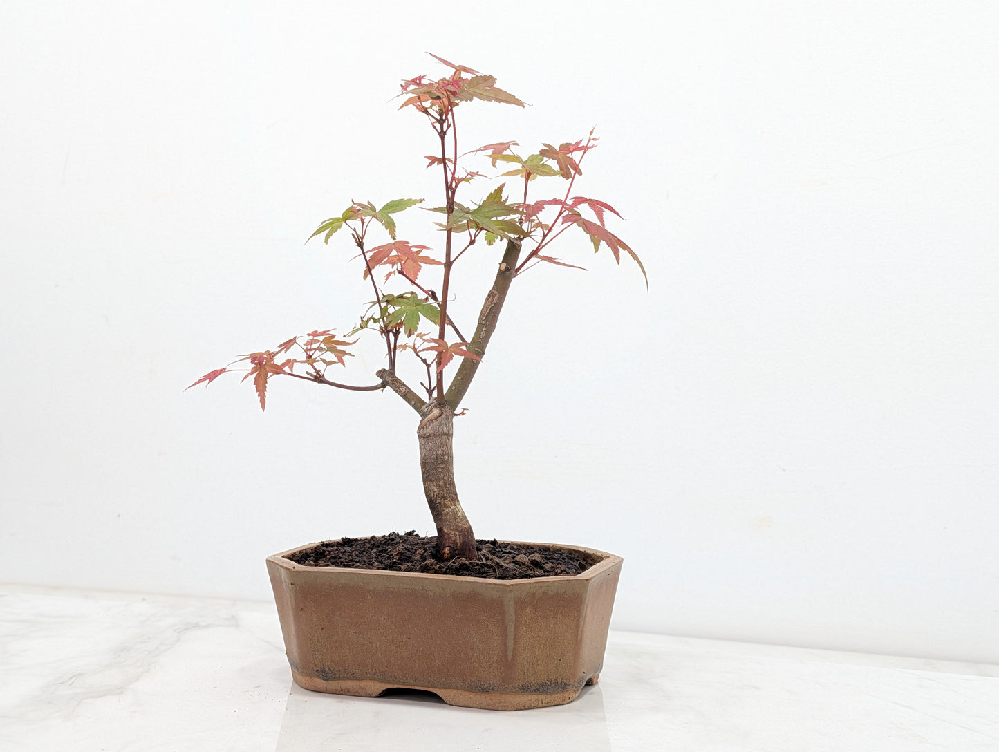 Deshojo Japanese Maple Bonsai + Care Kit