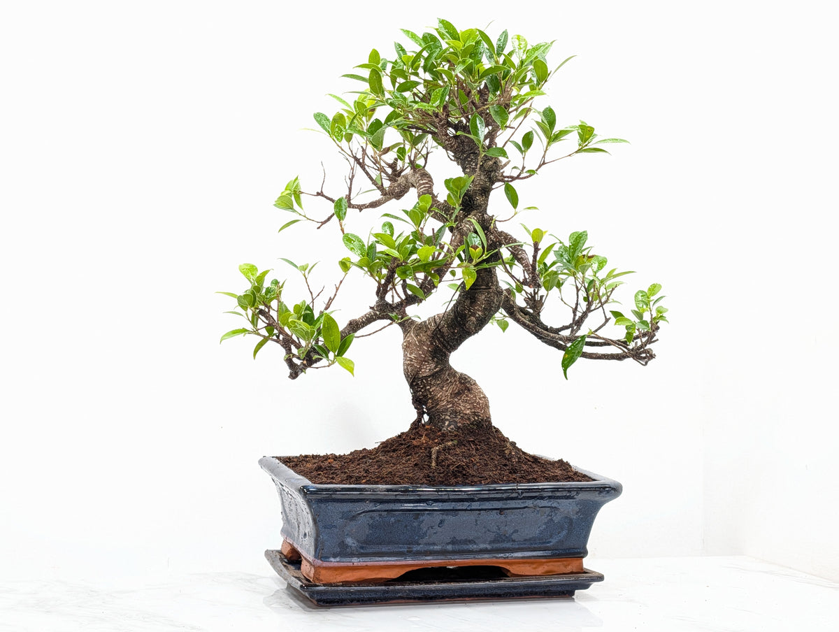 Banyan Fig Bonsai 30cm Navy Pot