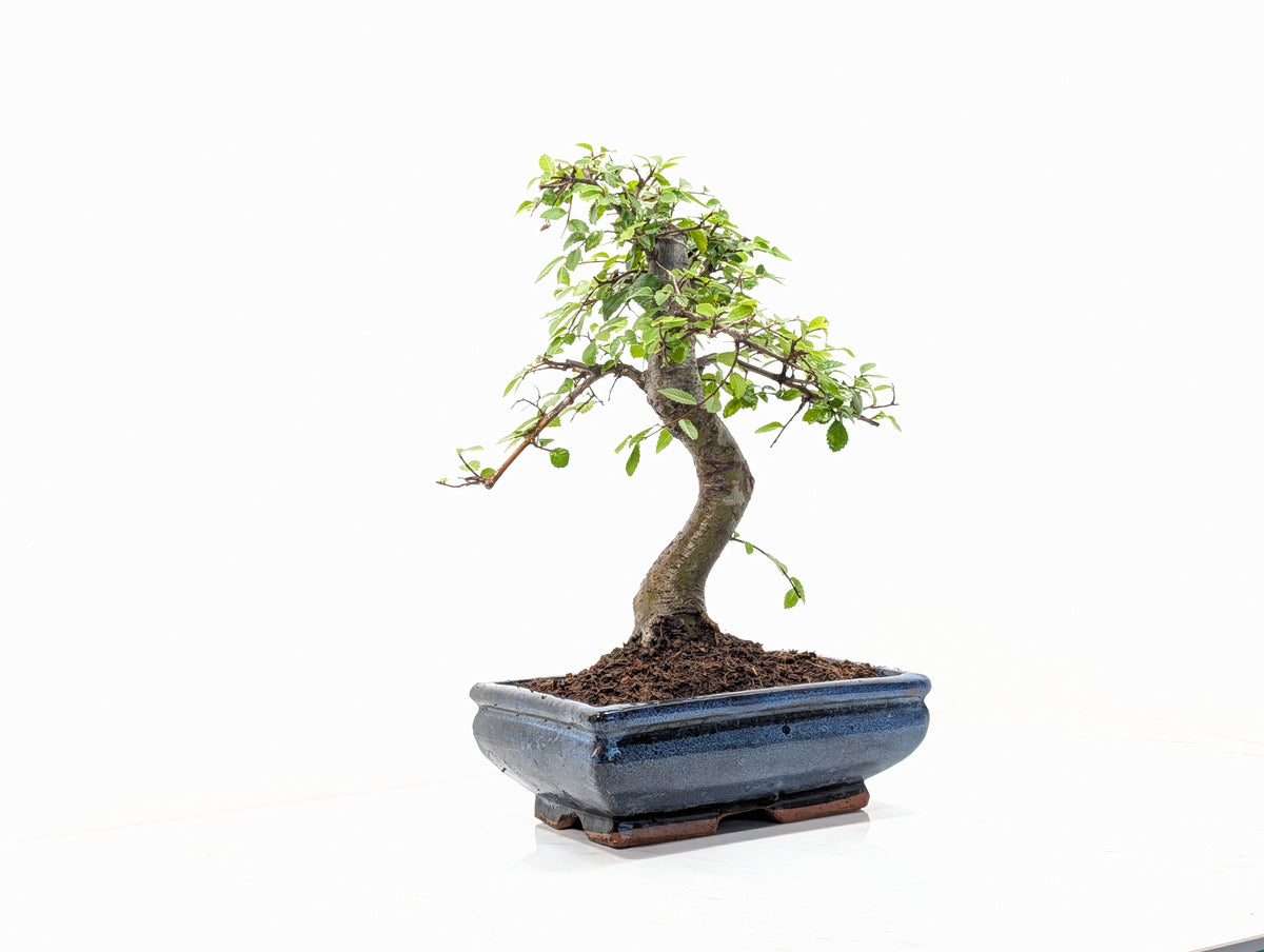 Chinese Elm Bonsai and Care Kit in 18cm Navy Ceramic Pot