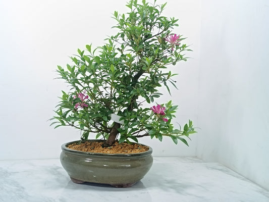 Satsuki Azalea Bonsai & Care Kit