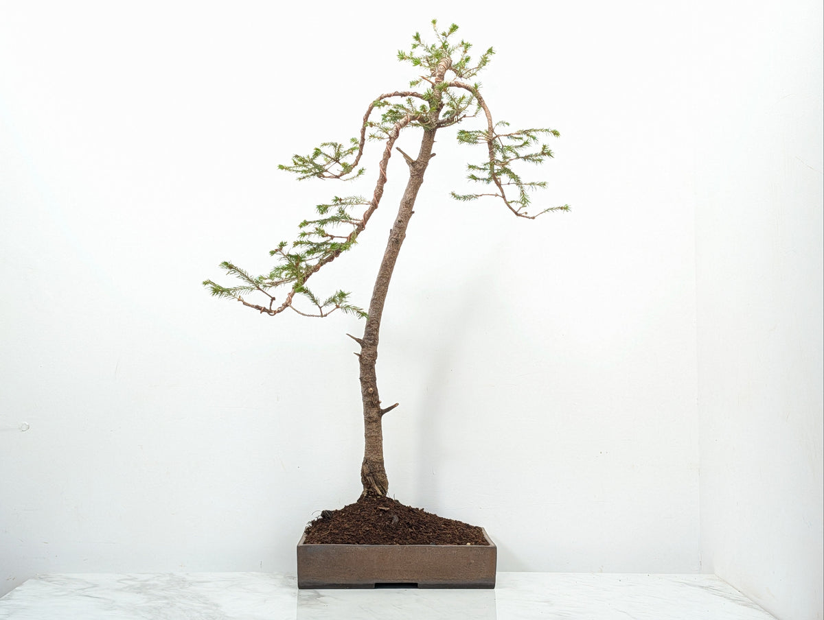 Spruce Bonsai - 25cm Venus Brown Ceramic