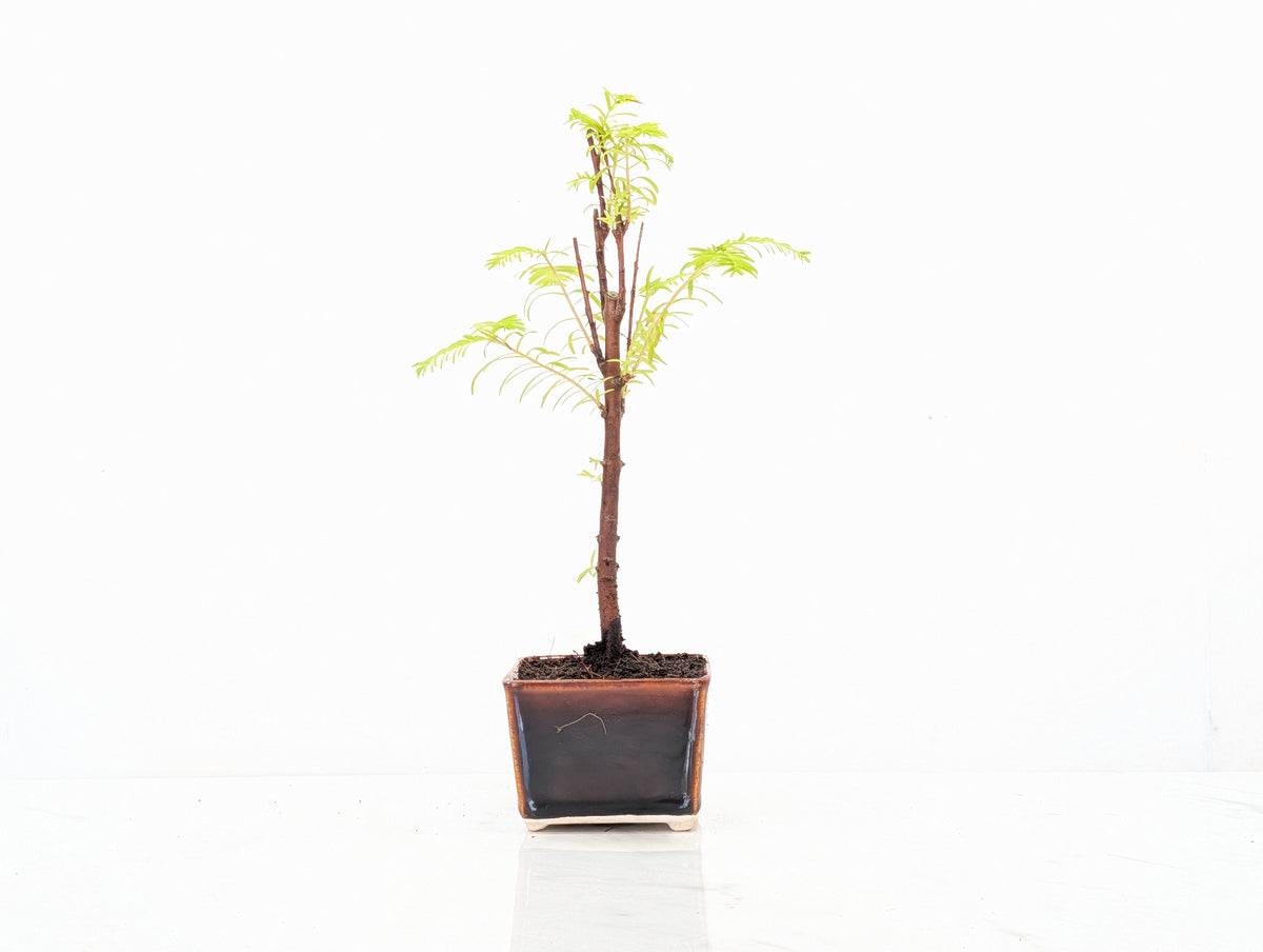Dawn Redwood Bonsai Starter Tree