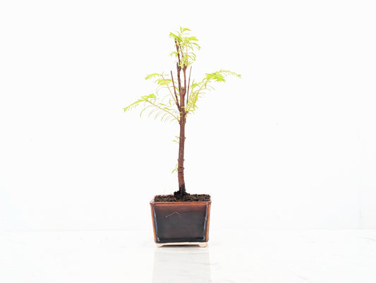 Dawn Redwood Bonsai Starter Tree