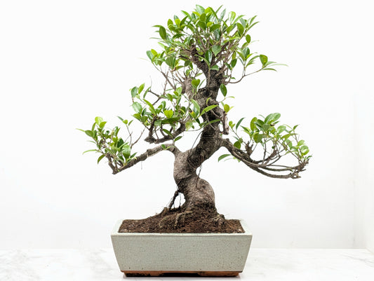 Banyan Fig Bonsai -25cm Cream Pot