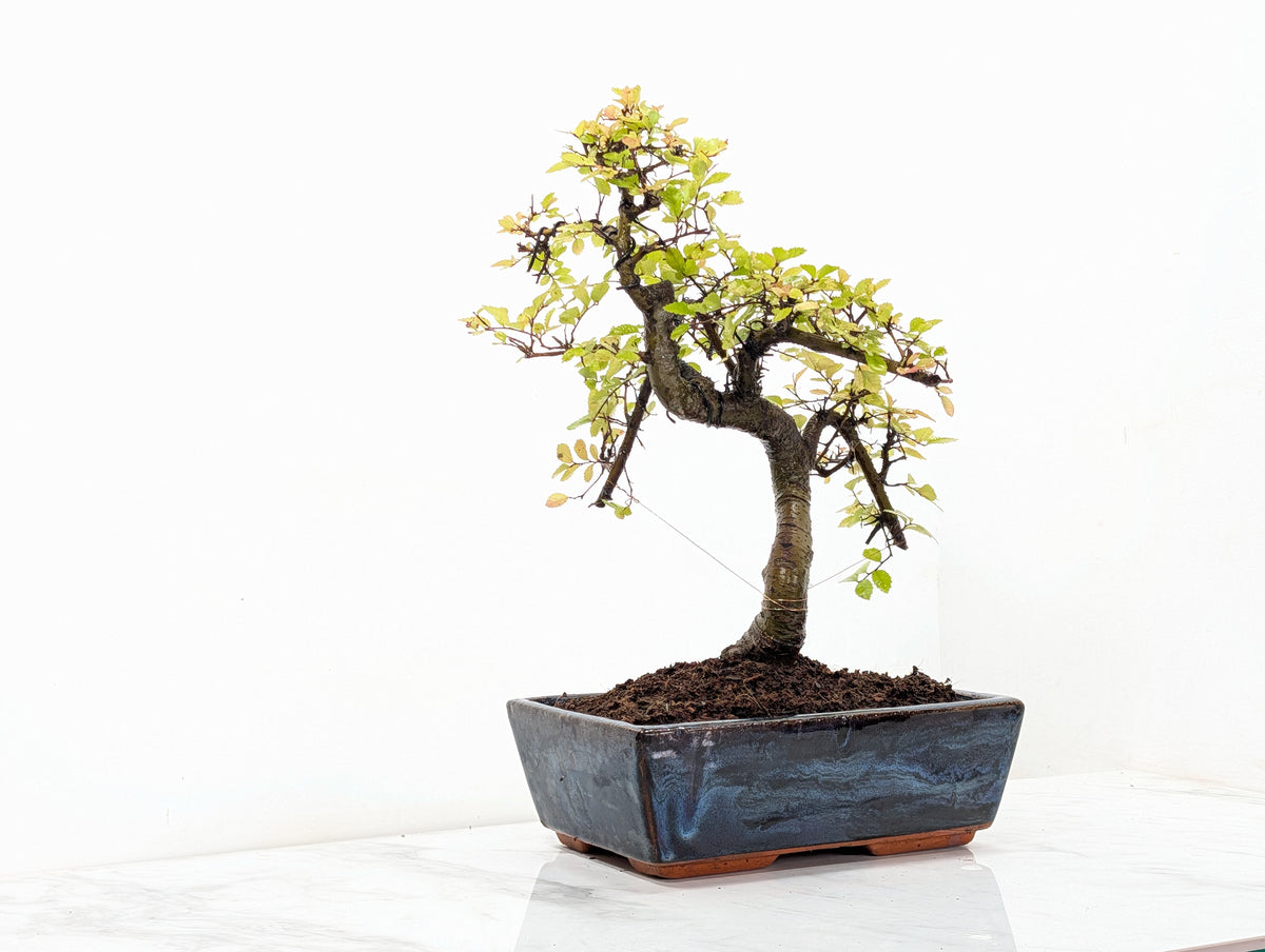 Chinese Elm Bonsai and Care Kit in 25cm Navy Ceramic Pot