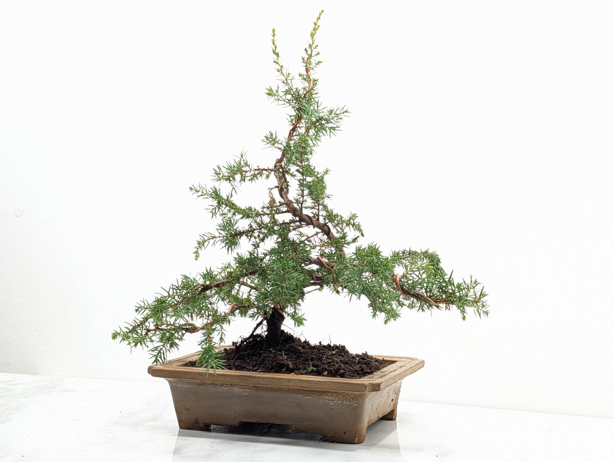 Juniper -Juniperus communis - Bonsai  - 20.5cm Topaz Large Rimmed Dish