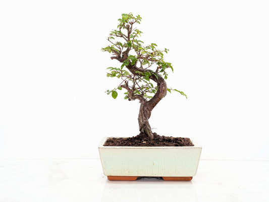 Chinese Elm Bonsai and Care Kit in 18cm Cream Ceramic Pot