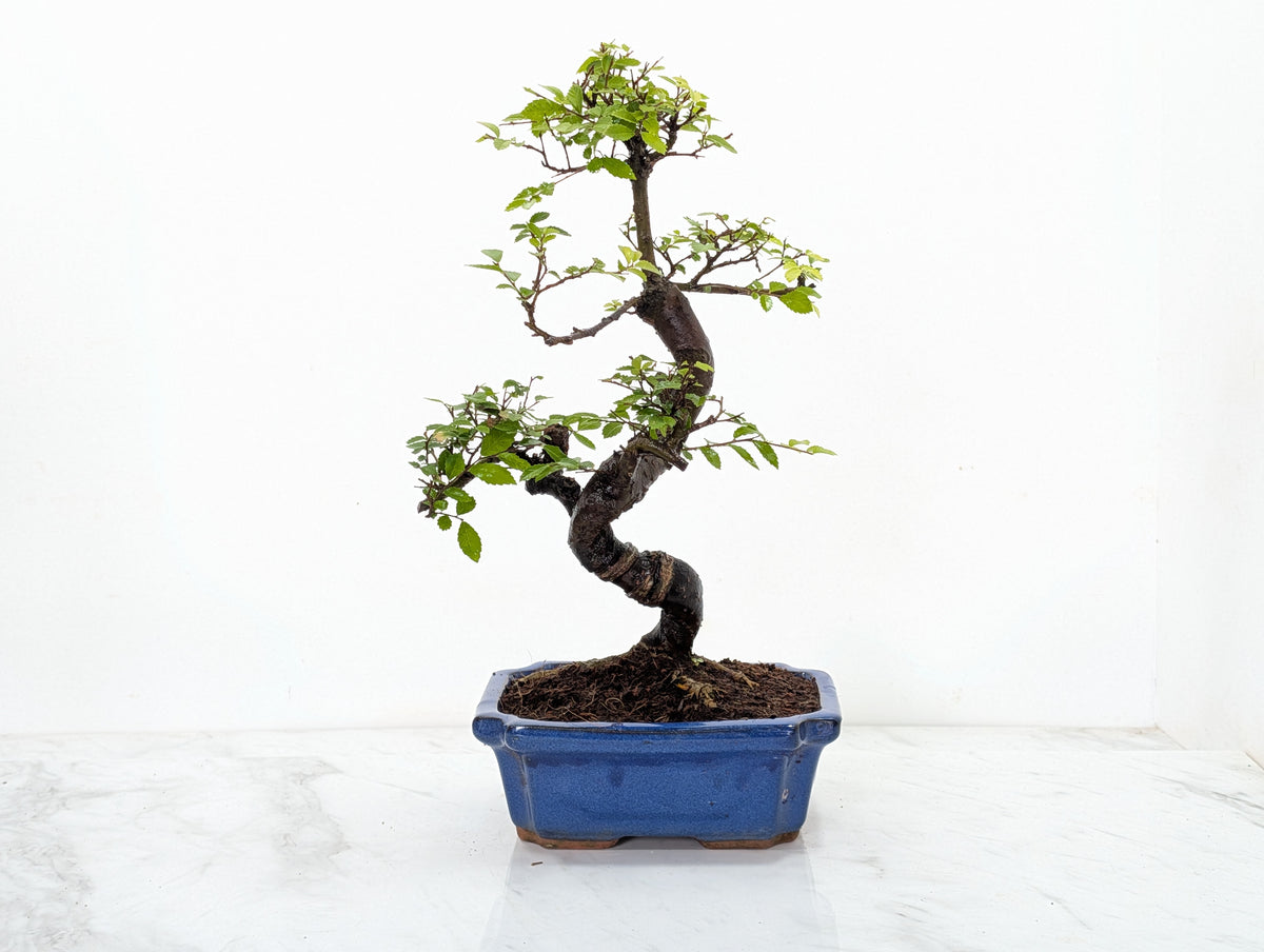 Chinese Elm 19cm Royal Blue Rectangular Pot & Care Kit