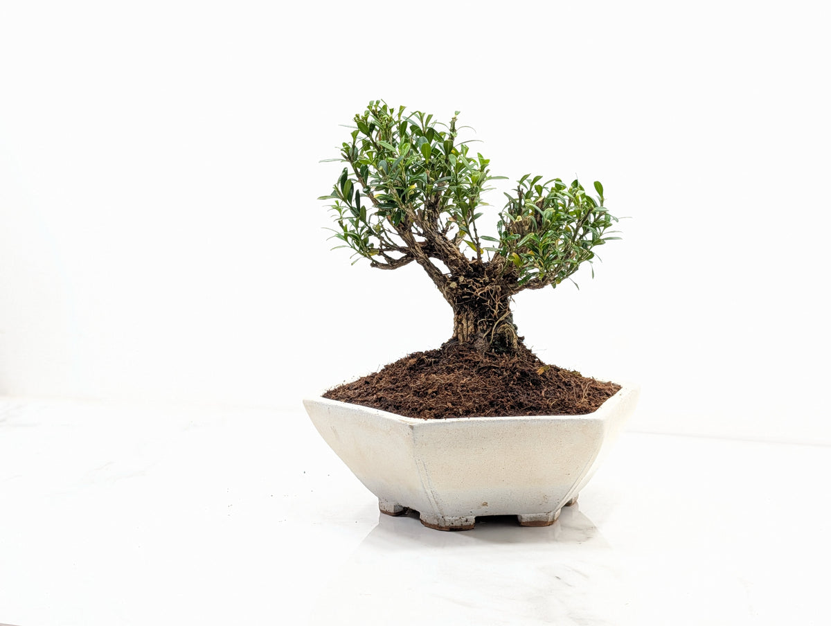 Chinese Box  Bonsai - Buxus  - 17cm Hexagon Dish