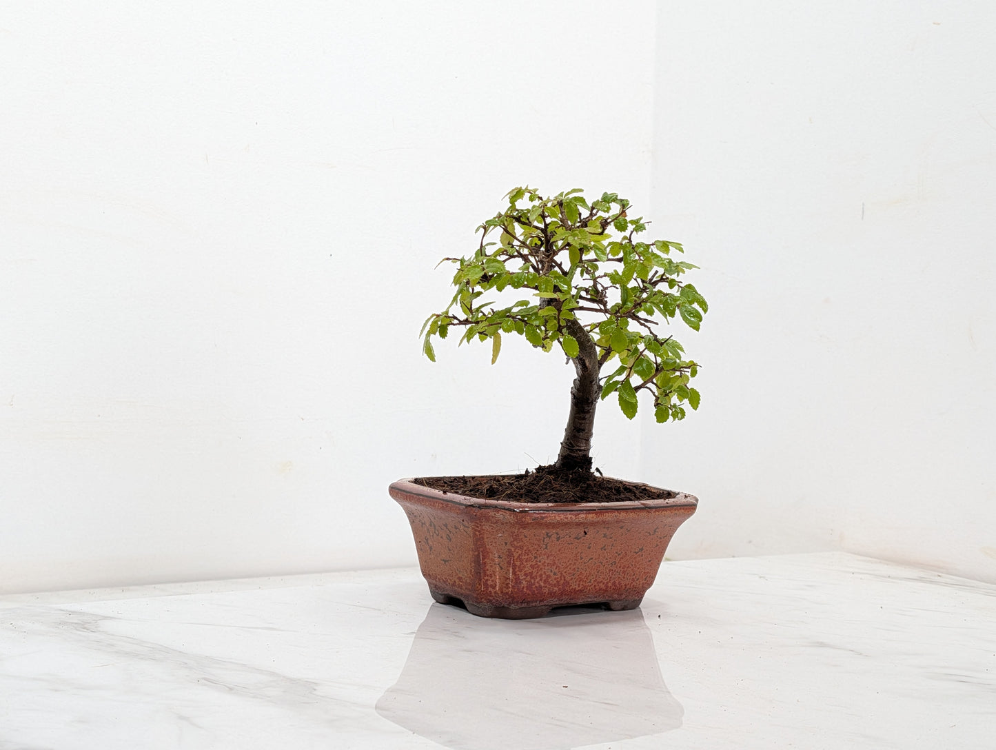 Chinese Elm Bonsai + Full Care Kit in a 15cm Bronze Ceramic Pot