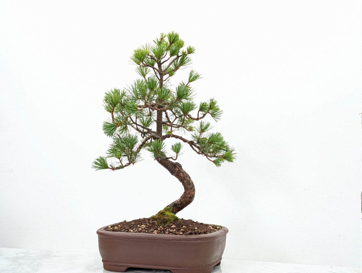 Japanese White Pine Bonsai
