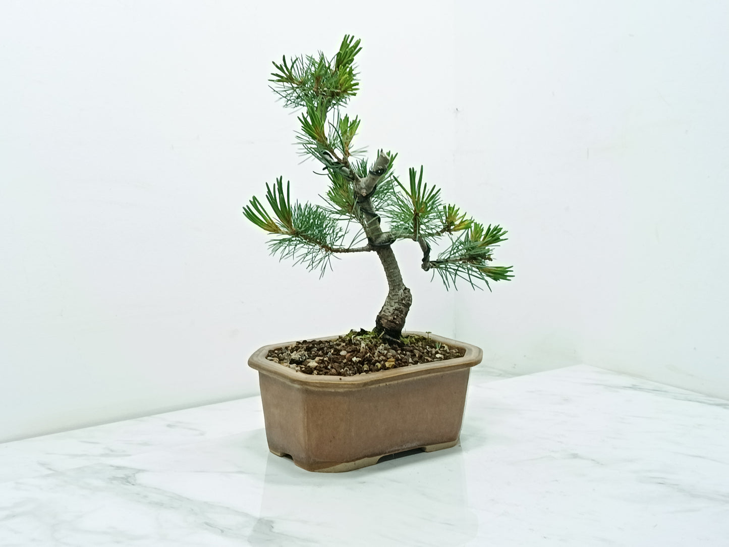 Japanese White Pine Bonsai
