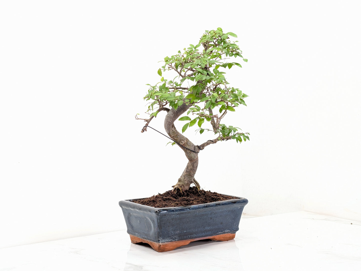 Chinese Elm Bonsai and Care Kit in 18cm Navy Ceramic Pot