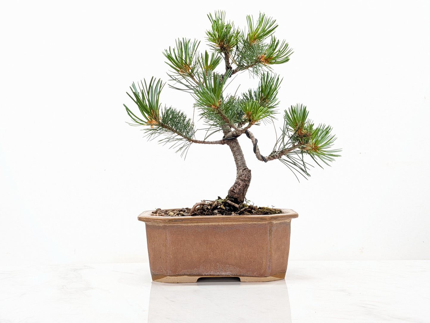 Japanese White Pine Bonsai