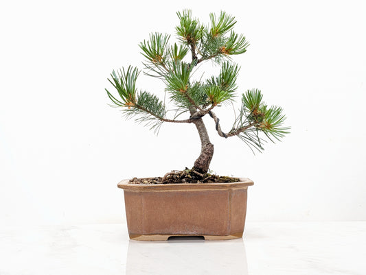 Japanese White Pine Bonsai