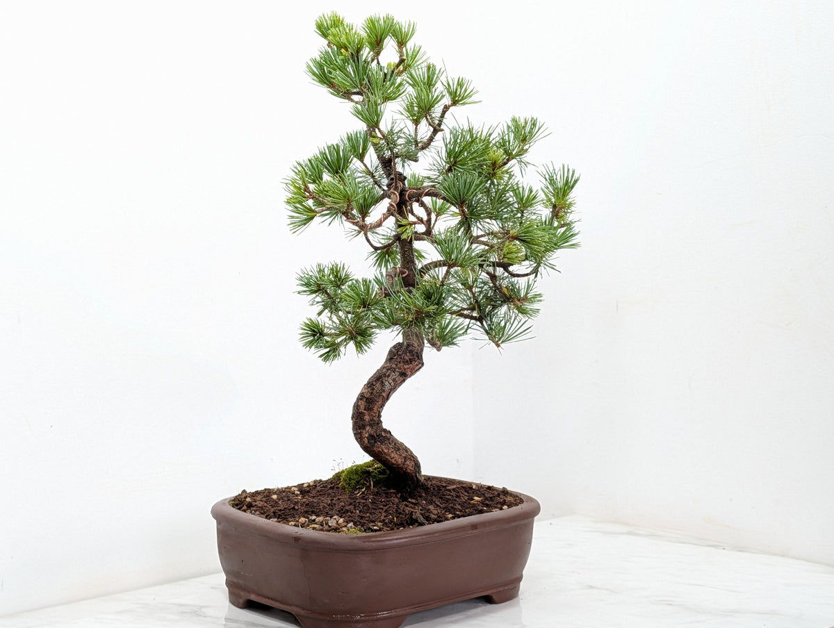 Japanese White Pine Bonsai