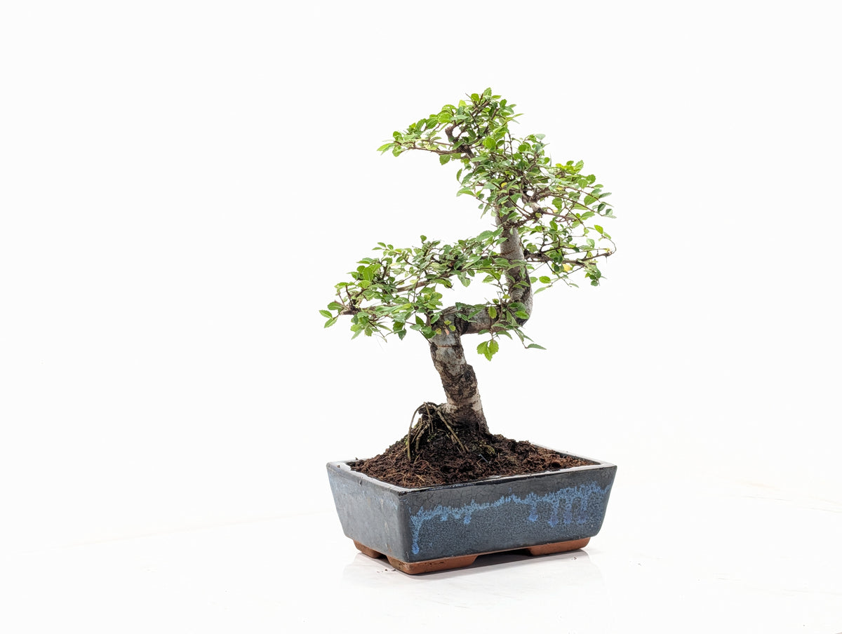 Chinese Elm Bonsai and Care Kit in 18cm Navy Ceramic Pot