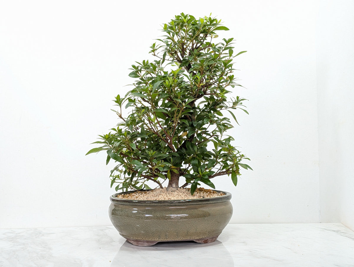 Satsuki Azalea Bonsai & Care Kit