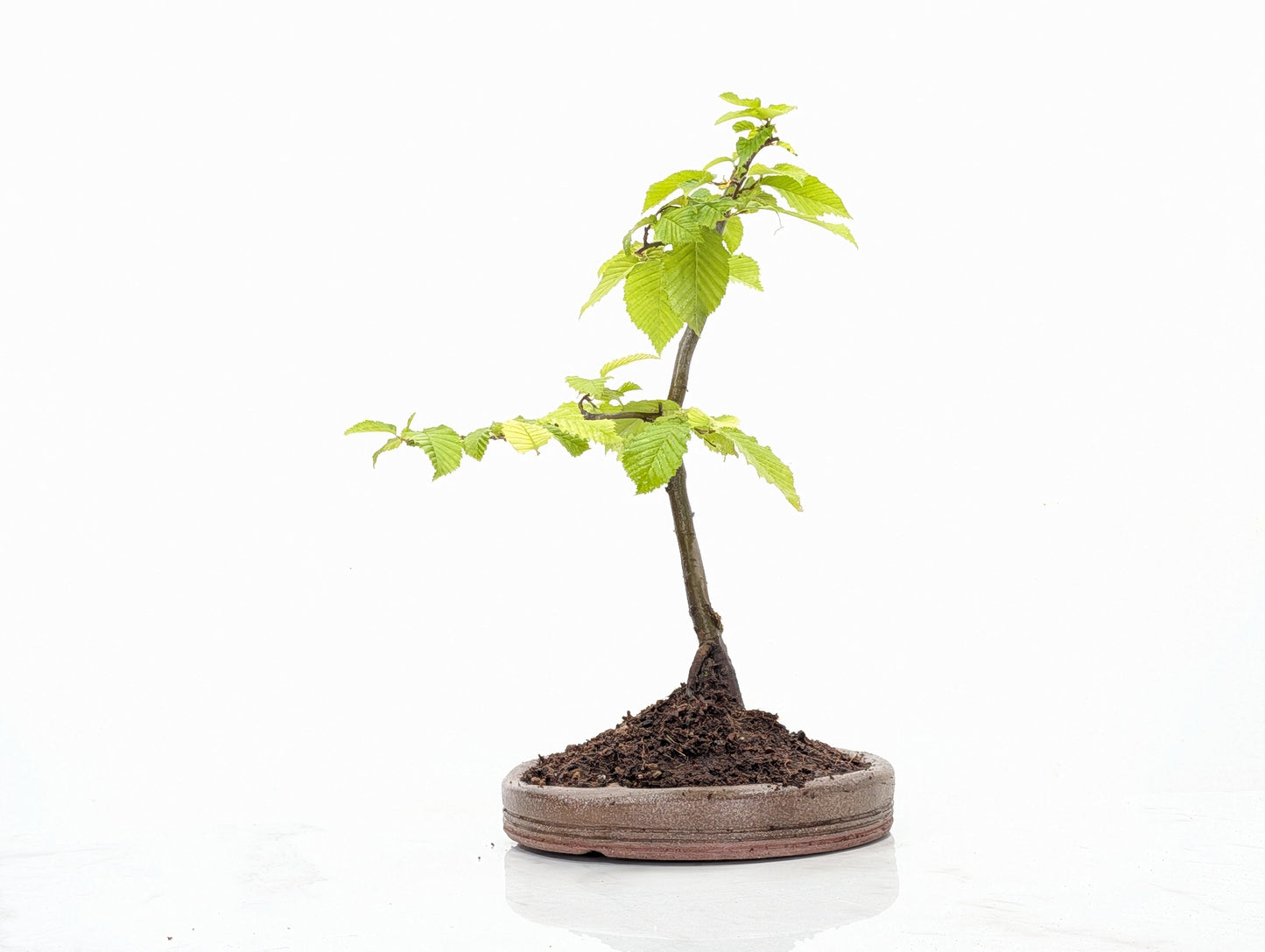 Hornbeam  Bonsai in 19cm Nanban Pot