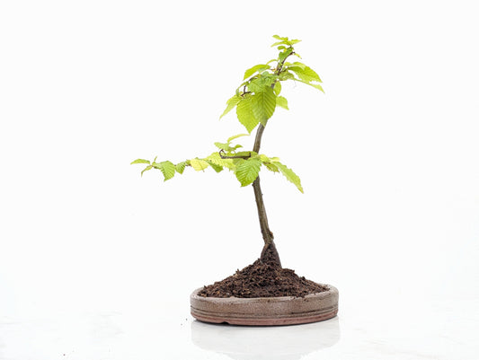 Hornbeam  Bonsai in 19cm Nanban Pot