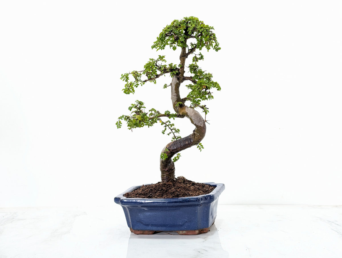 Chinese Elm 19cm Royal Blue Rectangular Pot & Care Kit