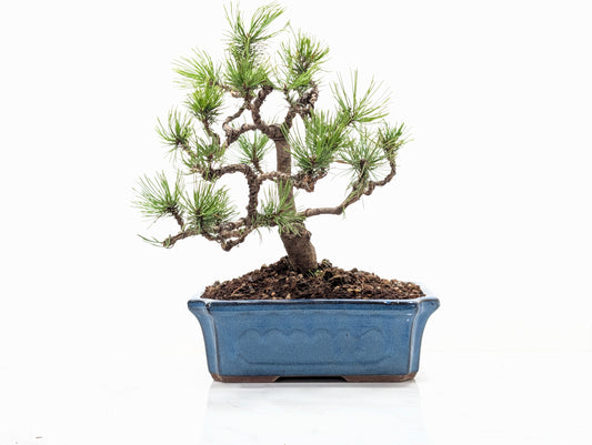 Mugo Pine Bonsai
