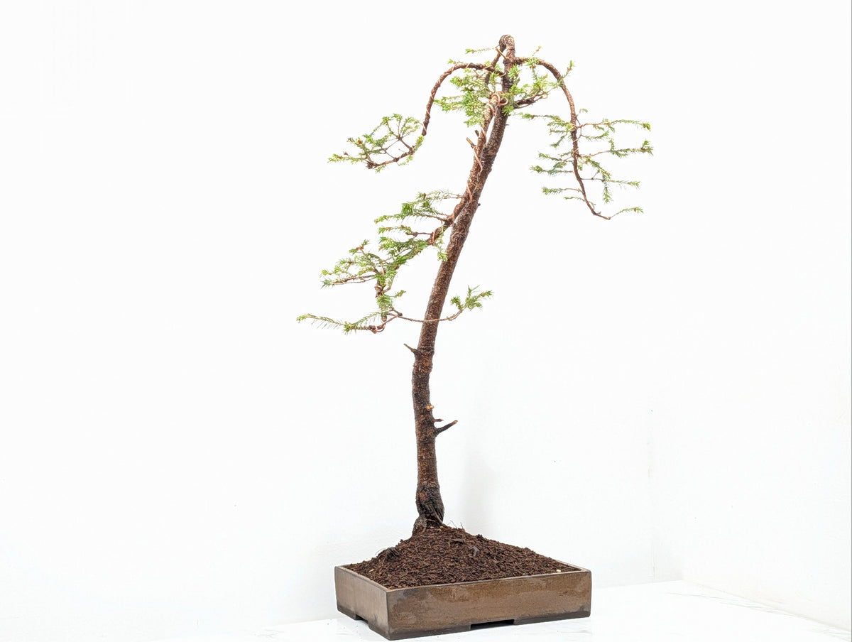 Spruce Bonsai - 25cm Venus Brown Ceramic